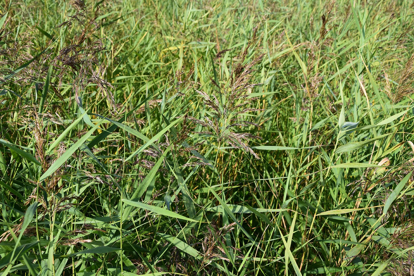 Aalkeetbuitenpolder