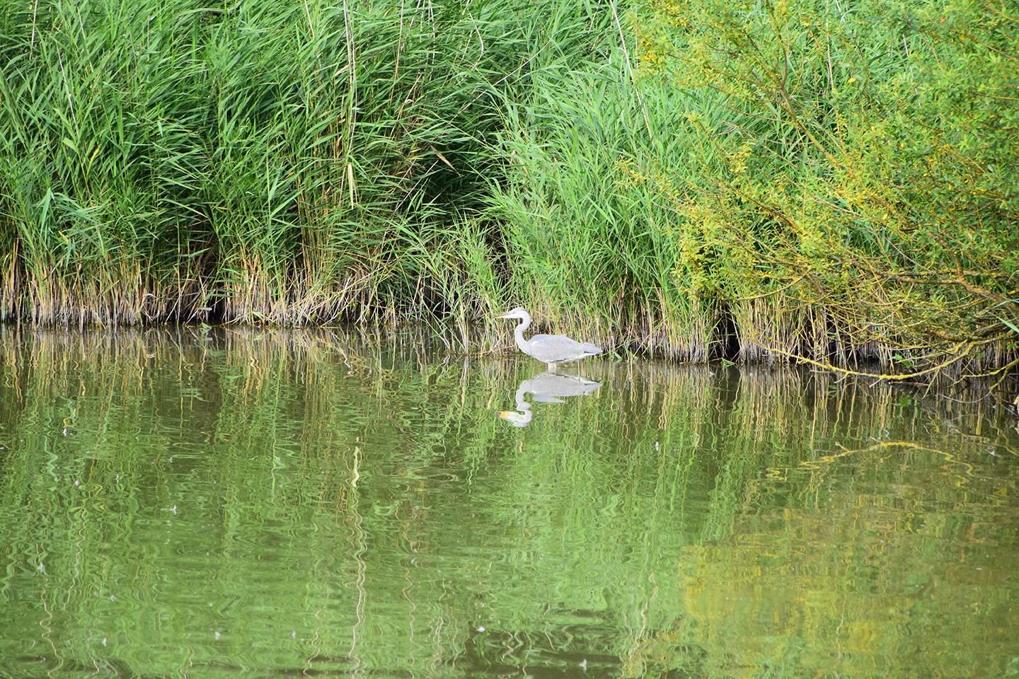 Ackerdijkse Plassen