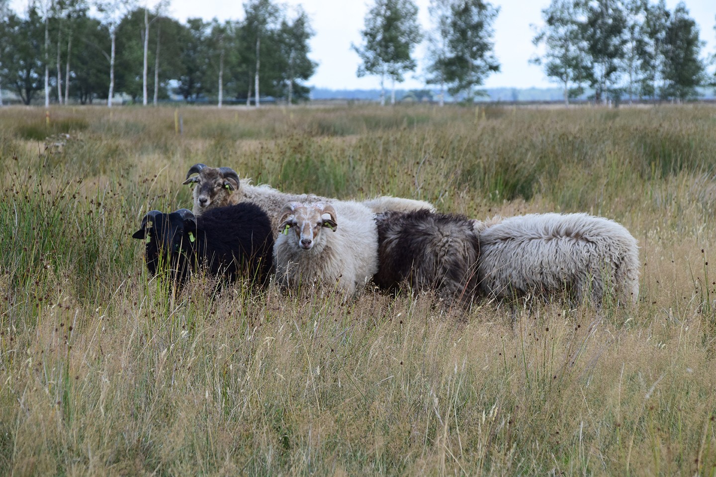 Bezoekerscentrum Dwingelderveld