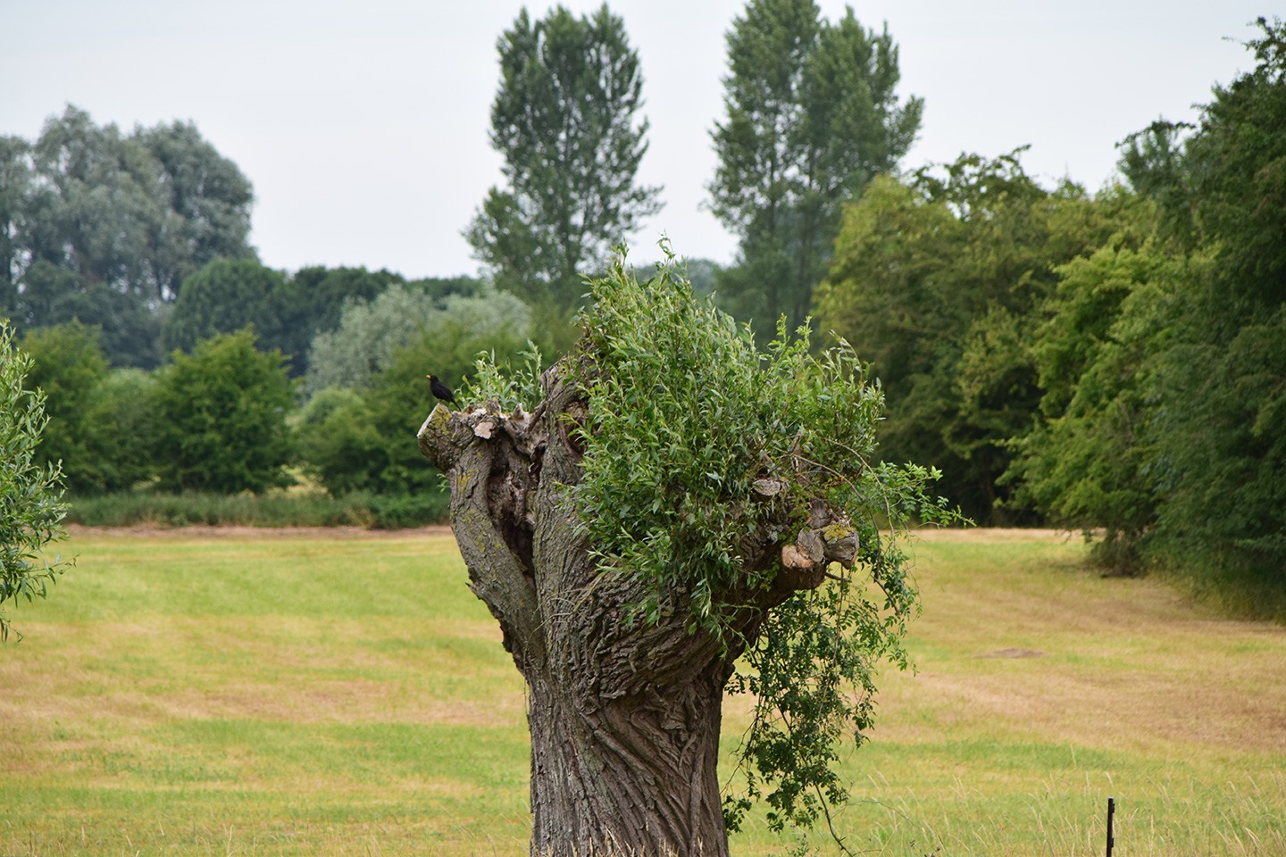 Brabantse Wal