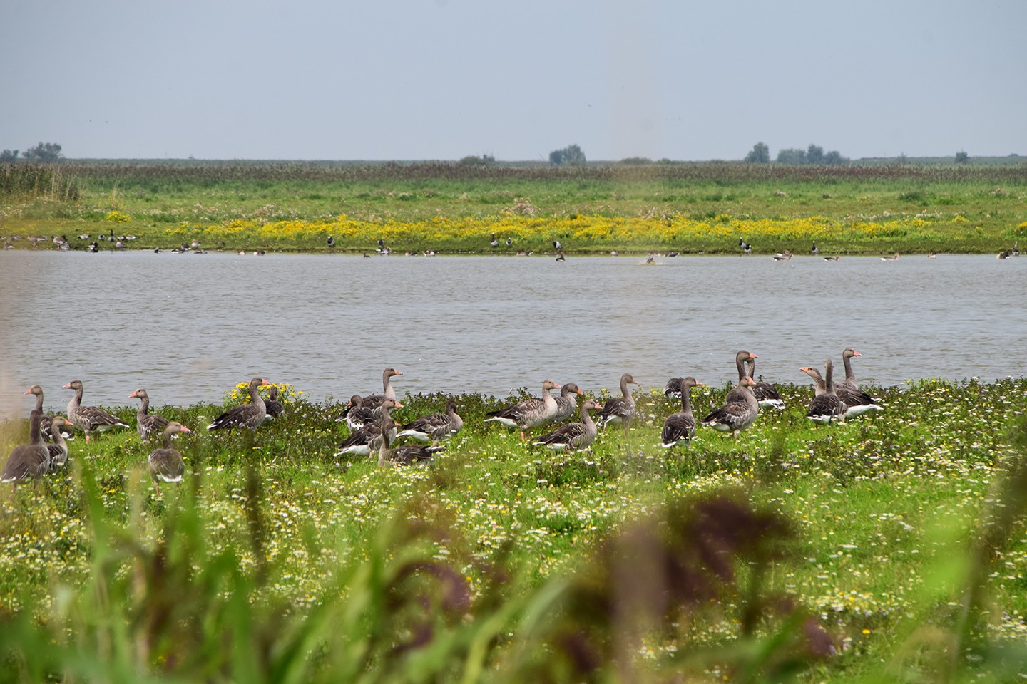 Buitencentrum Oostvaardersplassen