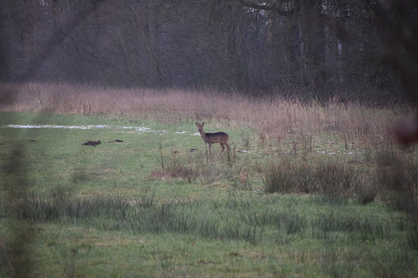 De Klencke