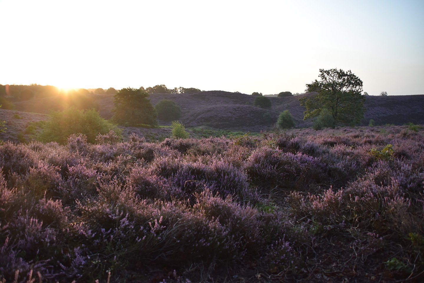 De Veluwe