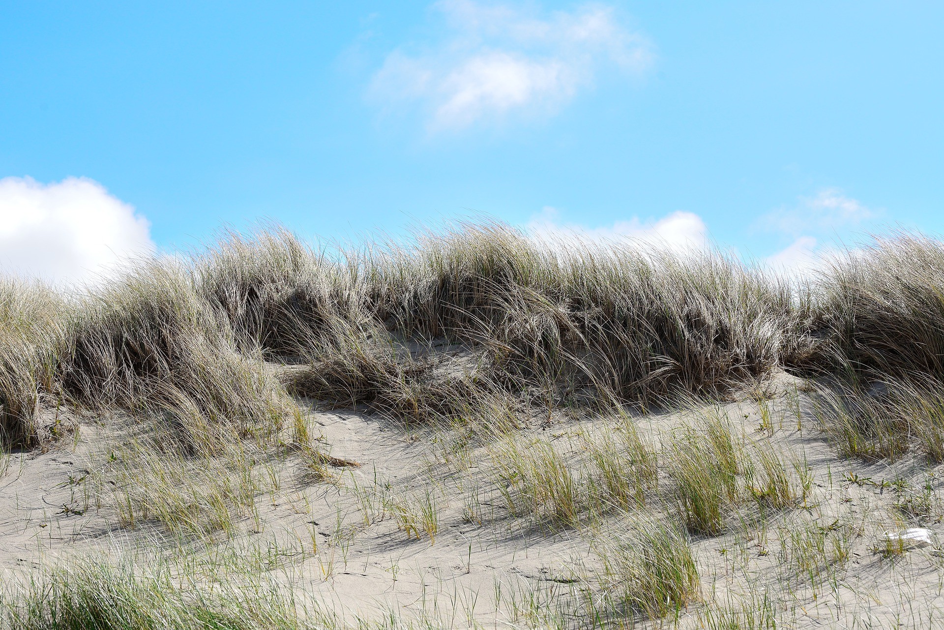 Duinen van Goeree