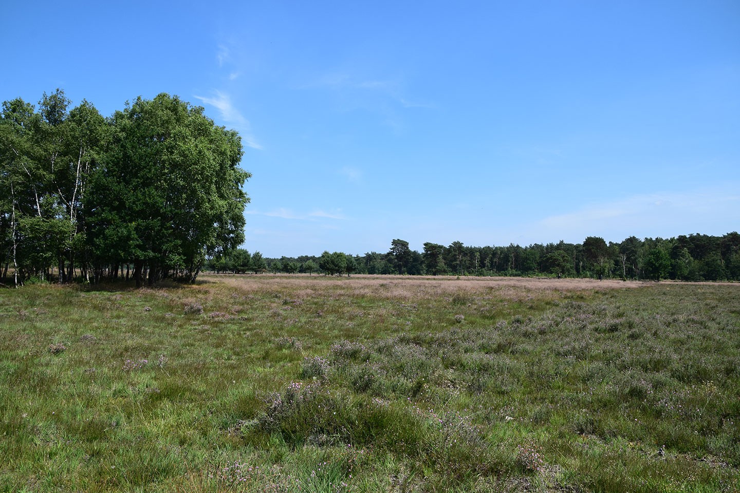 Gorsselse Heide