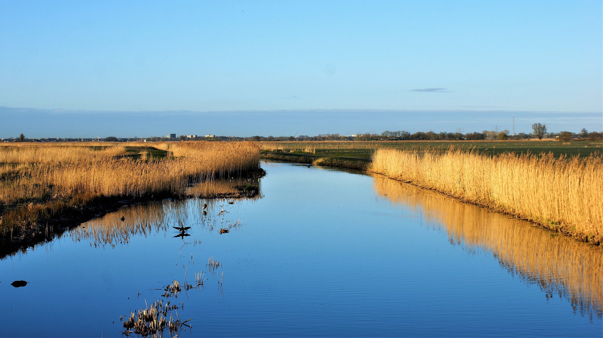 Groene Jonker