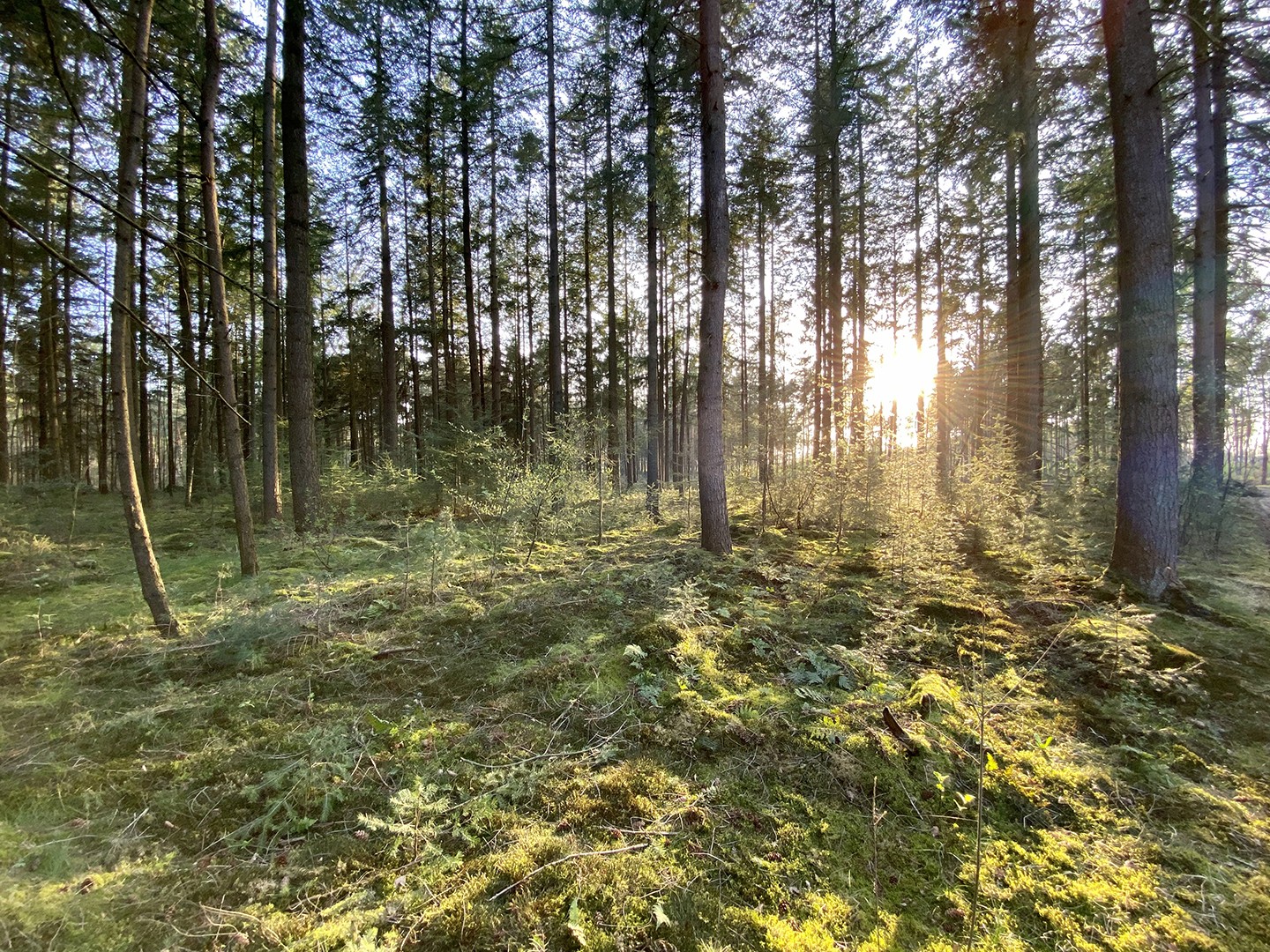 Hollandse Bossen