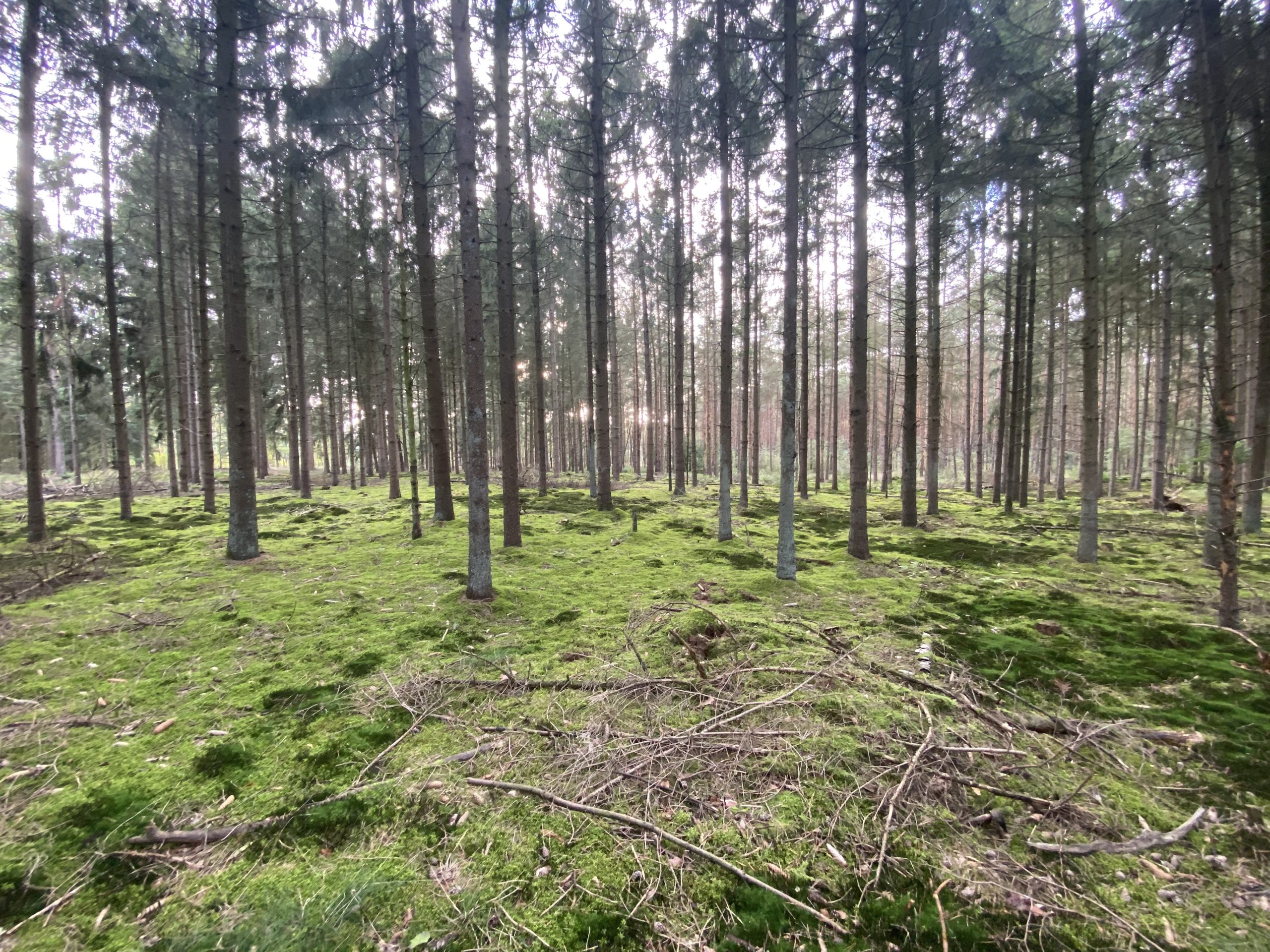 Langenboomse Bossen