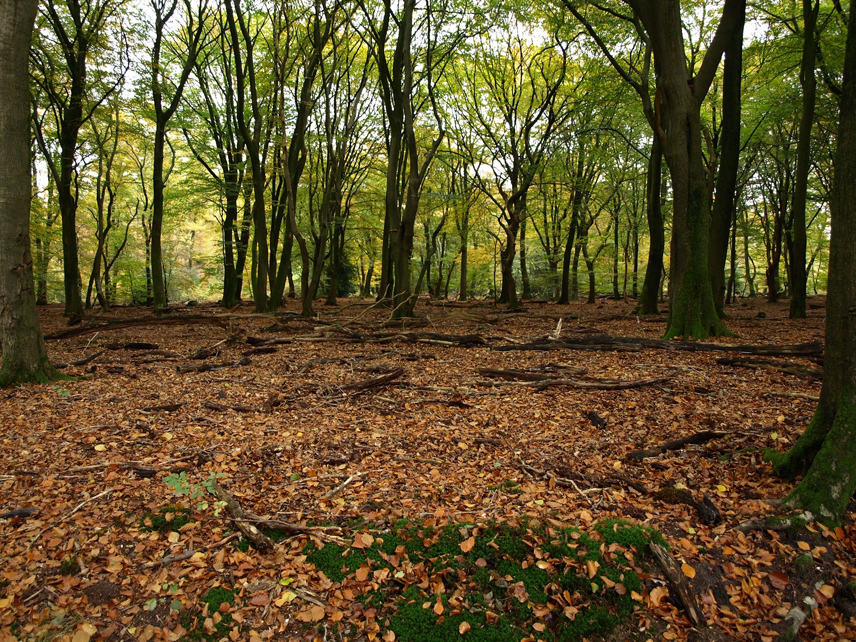 Leuvenumse Bossen