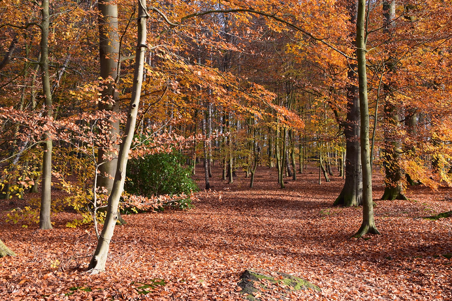 Limbrichterbos