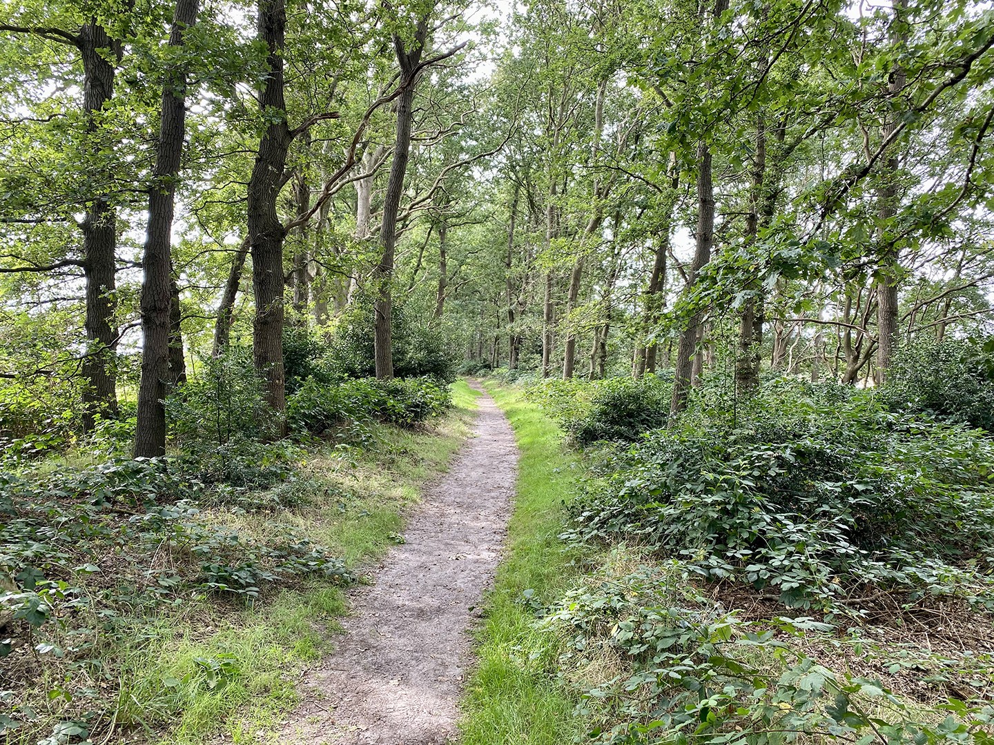 Mantingerbos en weiden