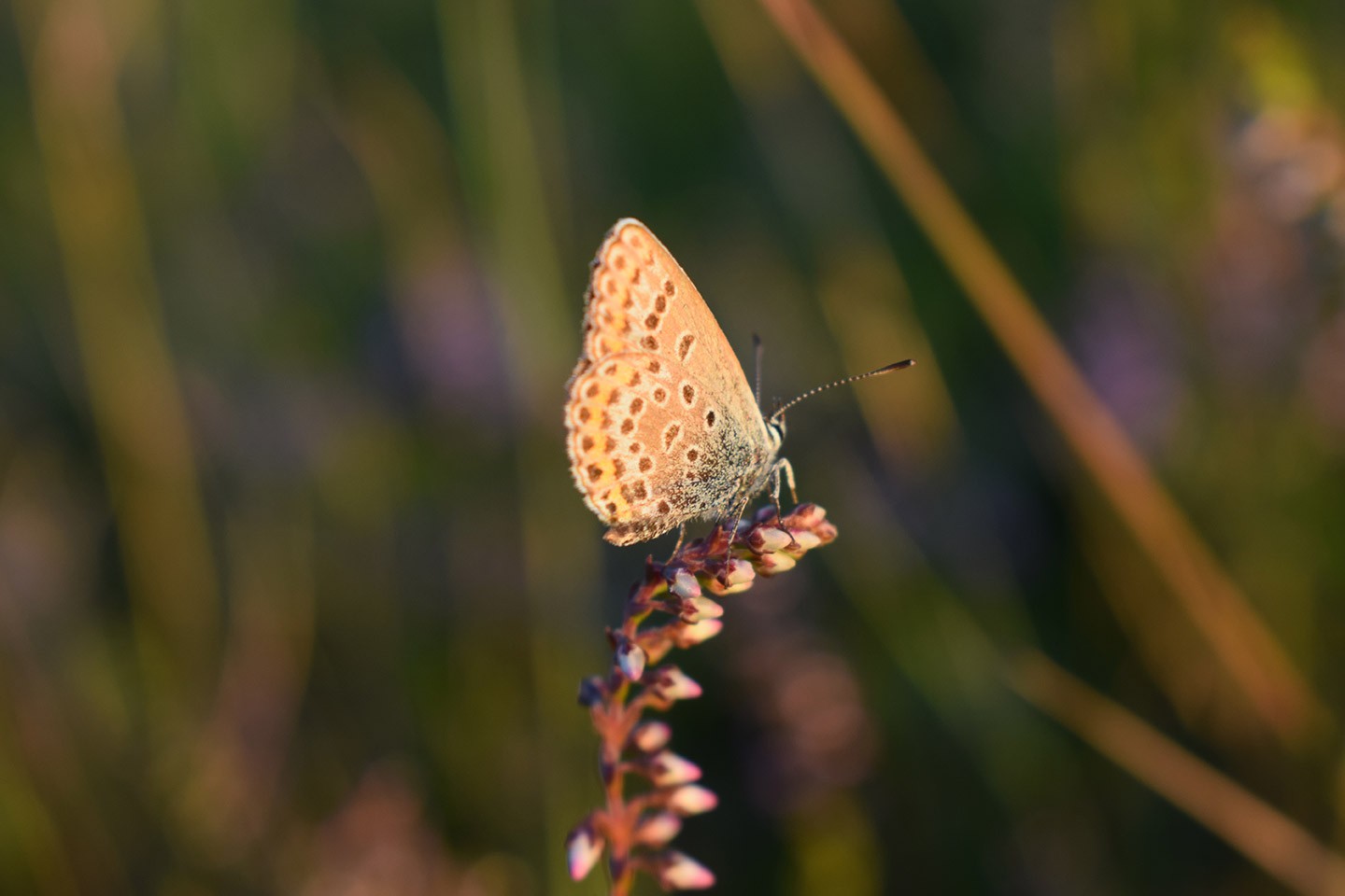 Nationaal Park Loonse en Drunense Duinen