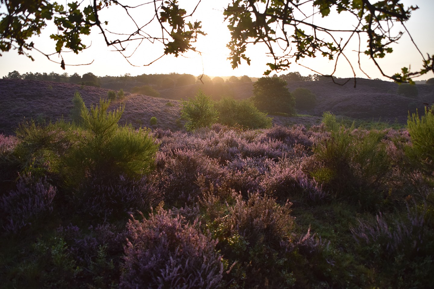 Nationaal Park Veluwezoom