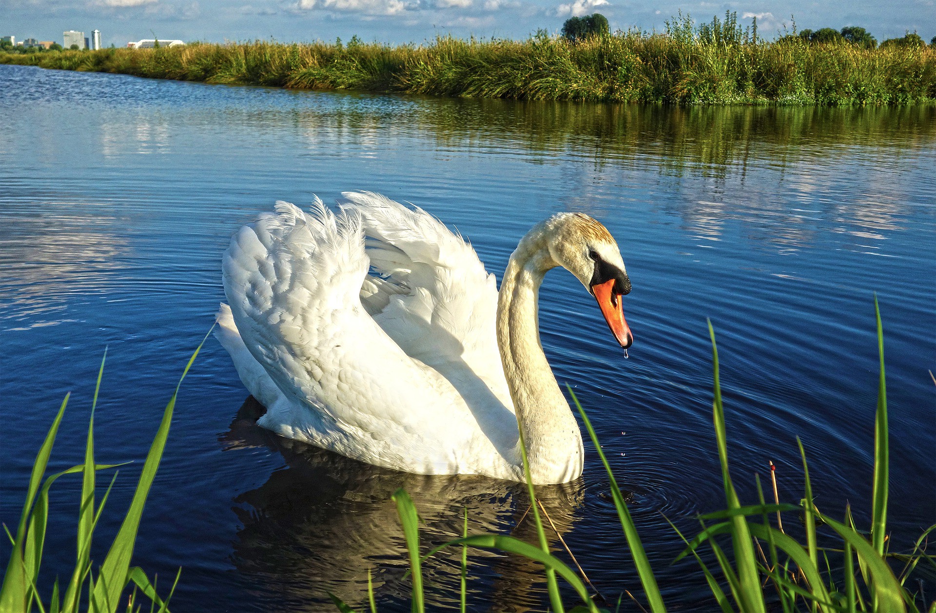 Nieuwkoopse Plassen