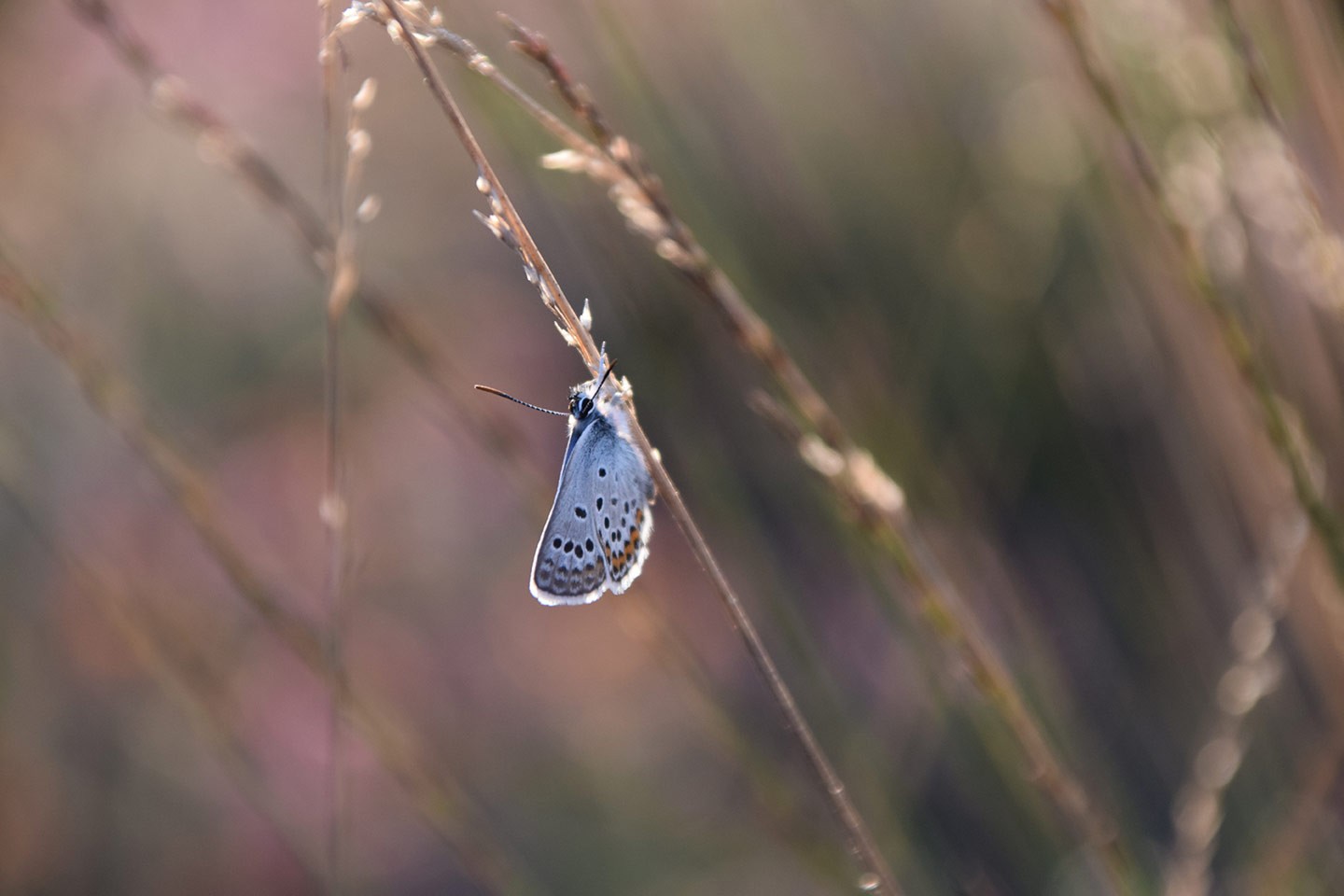 Ossendrechtse Duinen