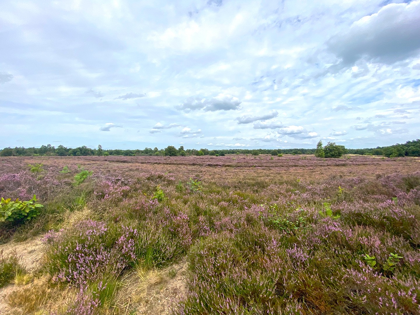 Oude Buisse Heide