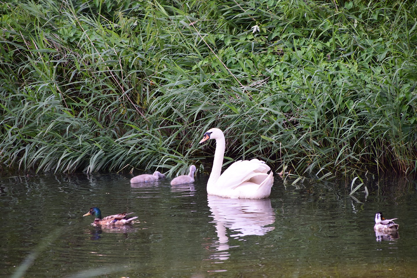 Polder Schieveen