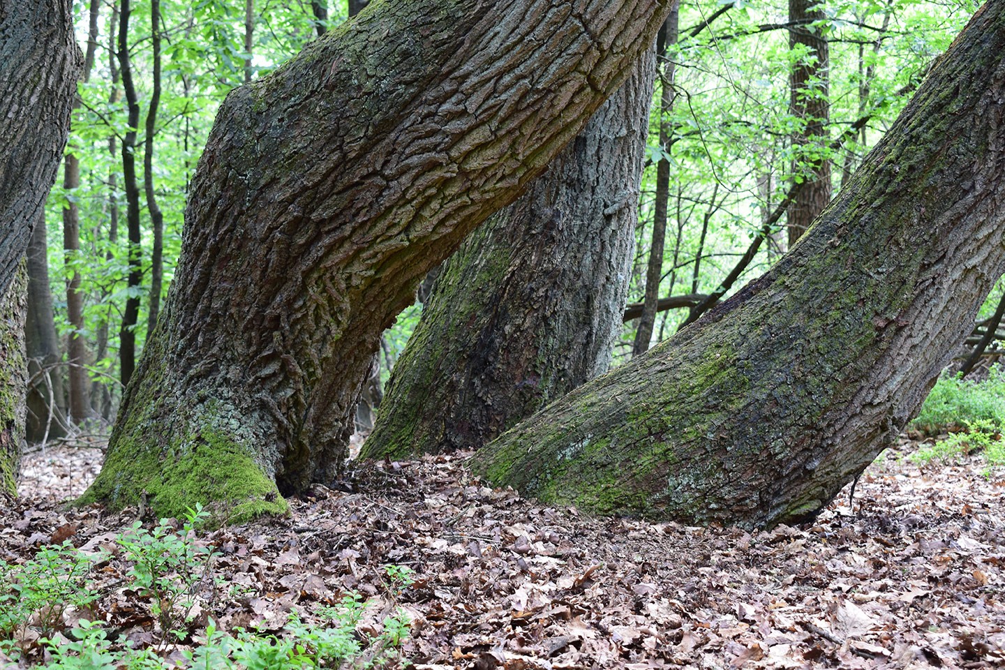 Rucphense Bossen