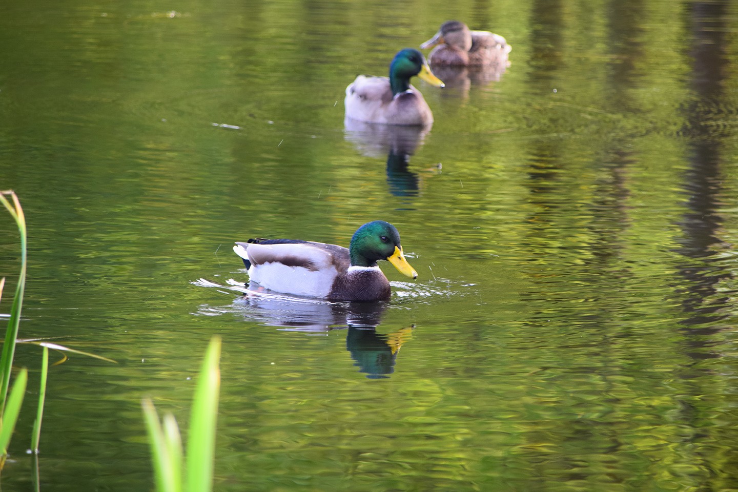 Tienhovense Plassen