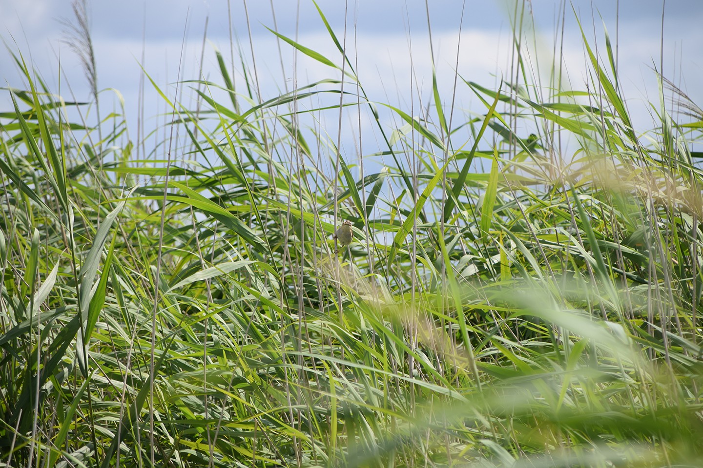 Wormer en Jisperveld