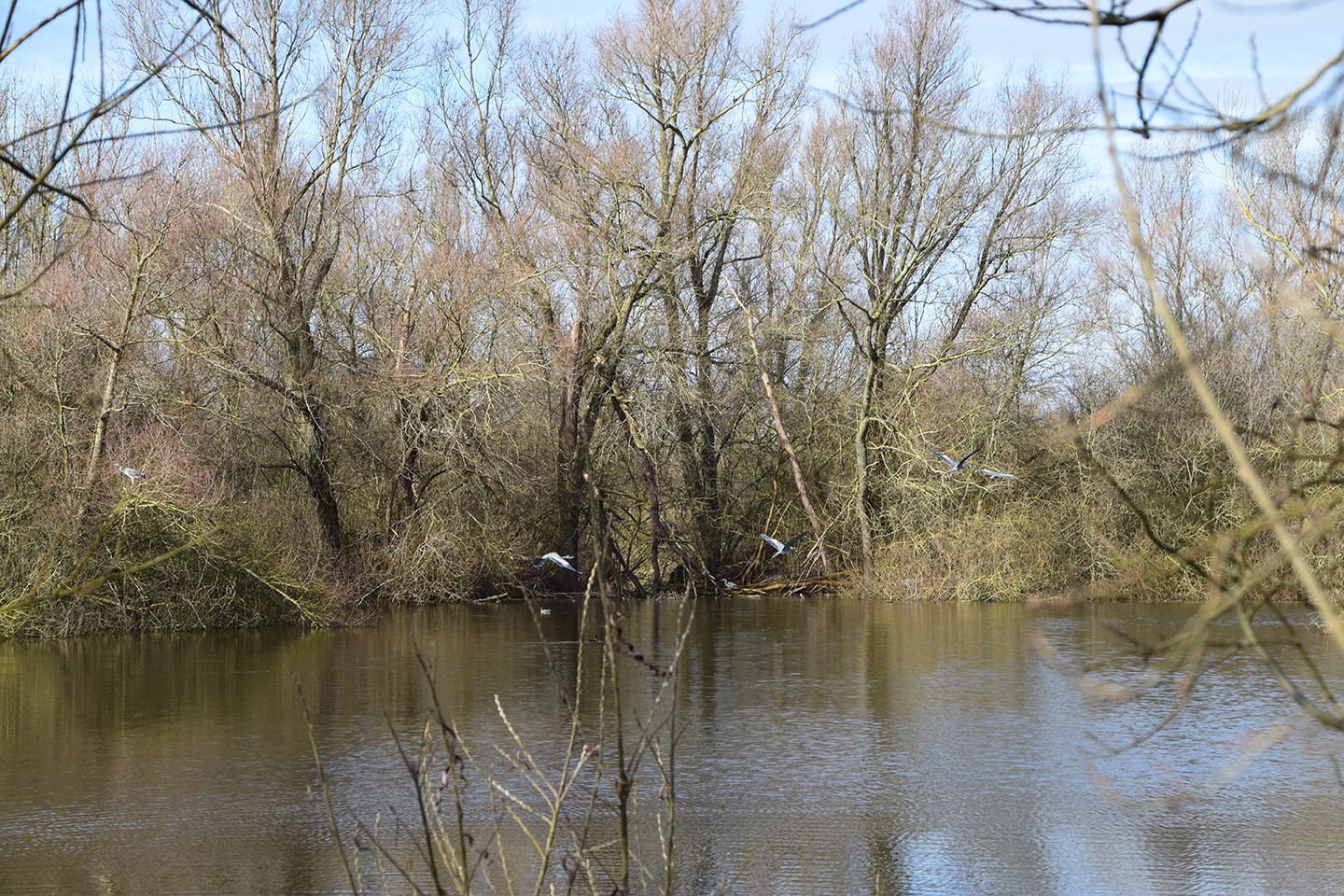 Bieslandse Bos