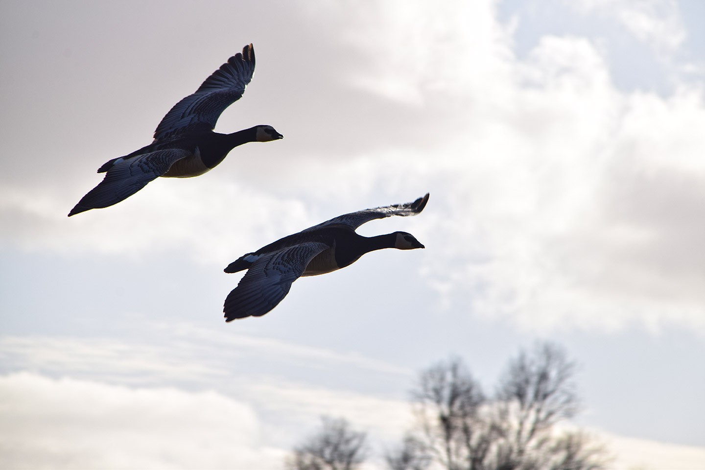 De Vogelboulevard van Texel