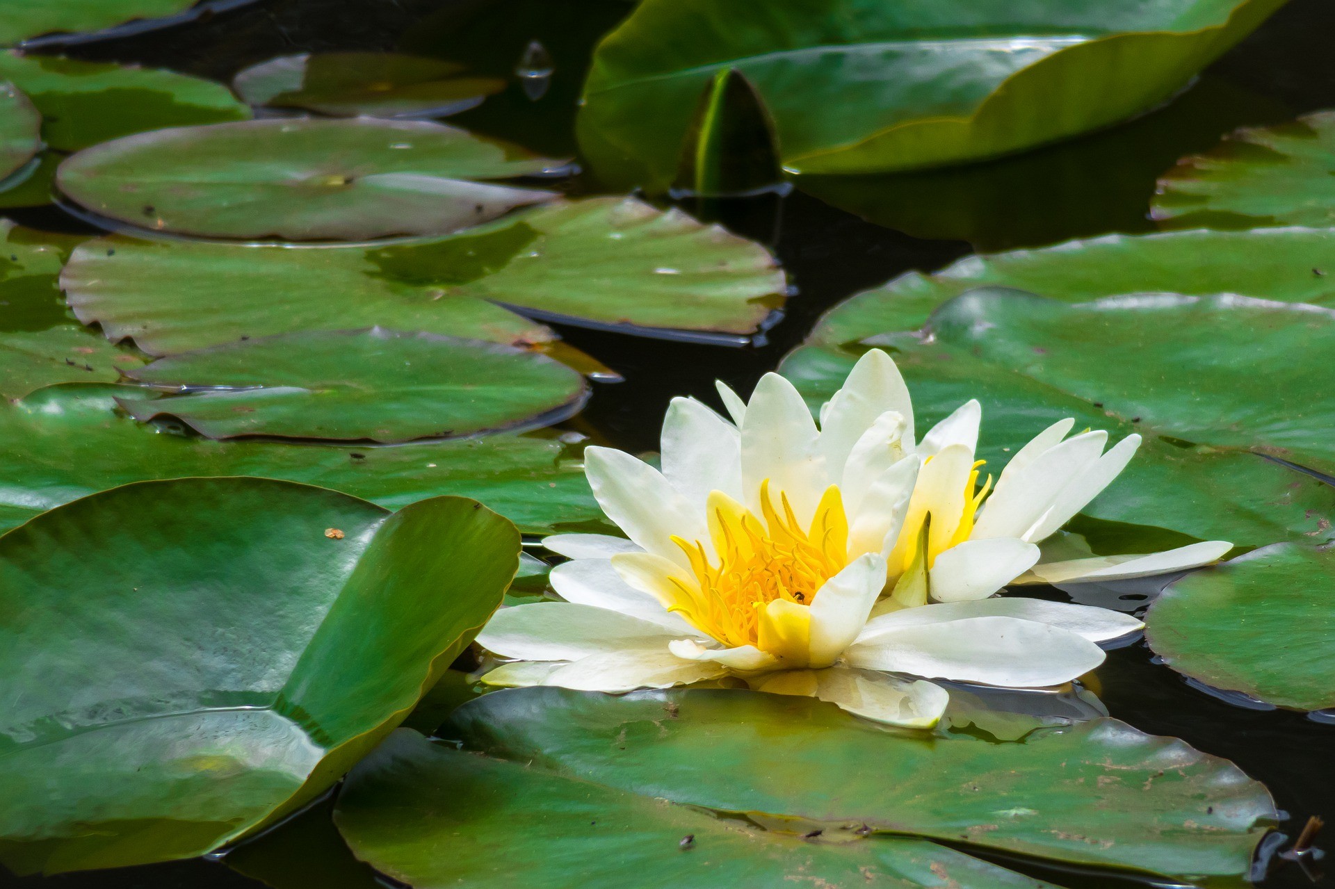 Groene Hart Reeuwijkse Plassen