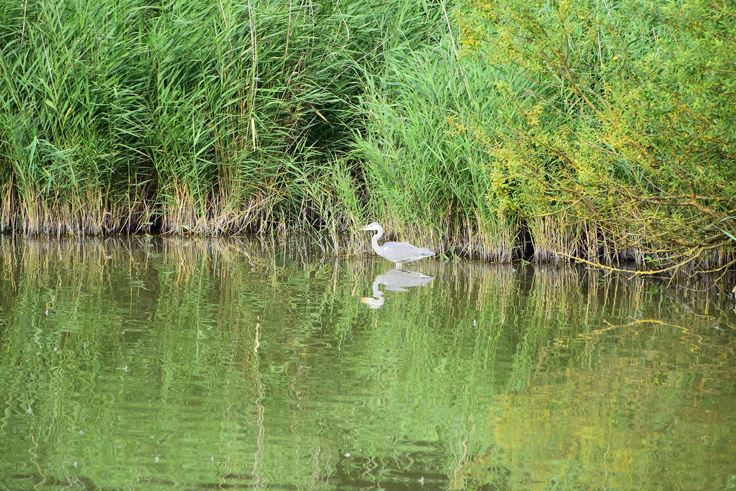 Groene Hart Rijnland