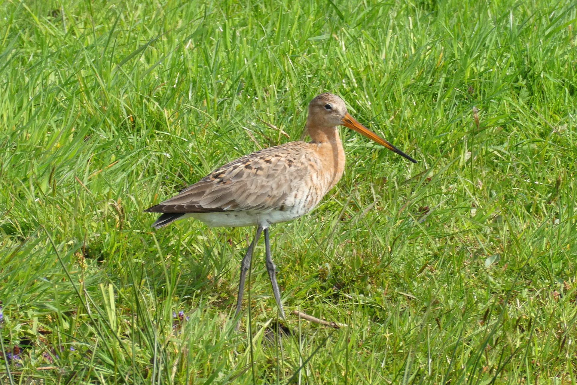 Groene Hart Rijnstreek