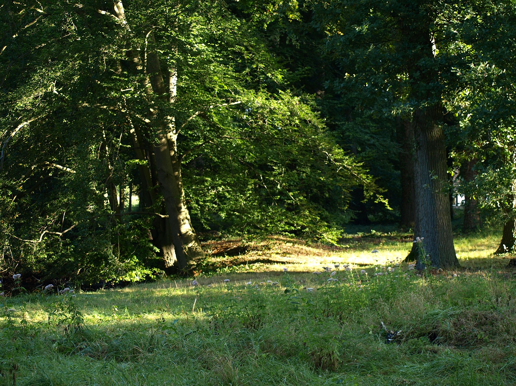 Kop van Drenthe