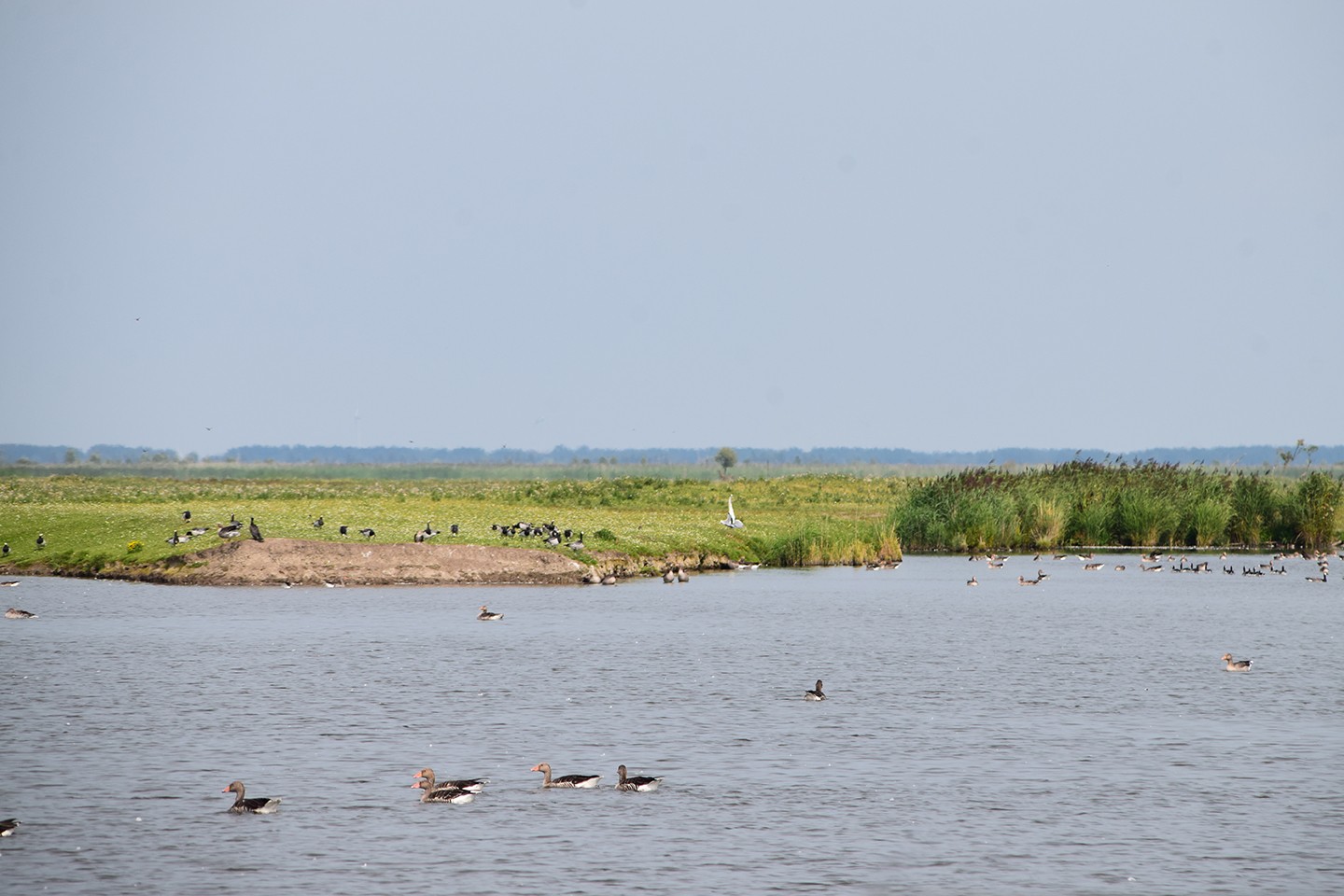 Oostvaardersplassen