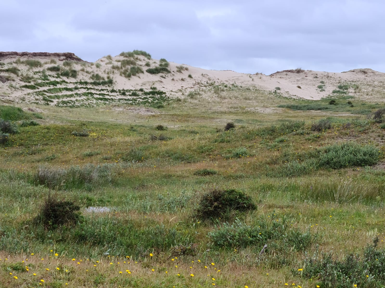 Schoorlse Duinen