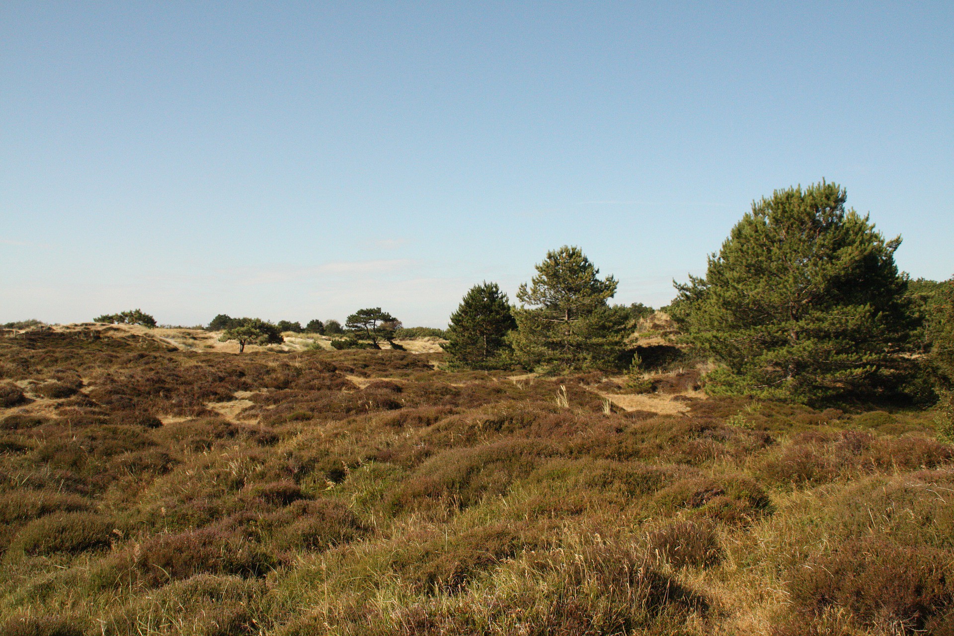 Vlieland