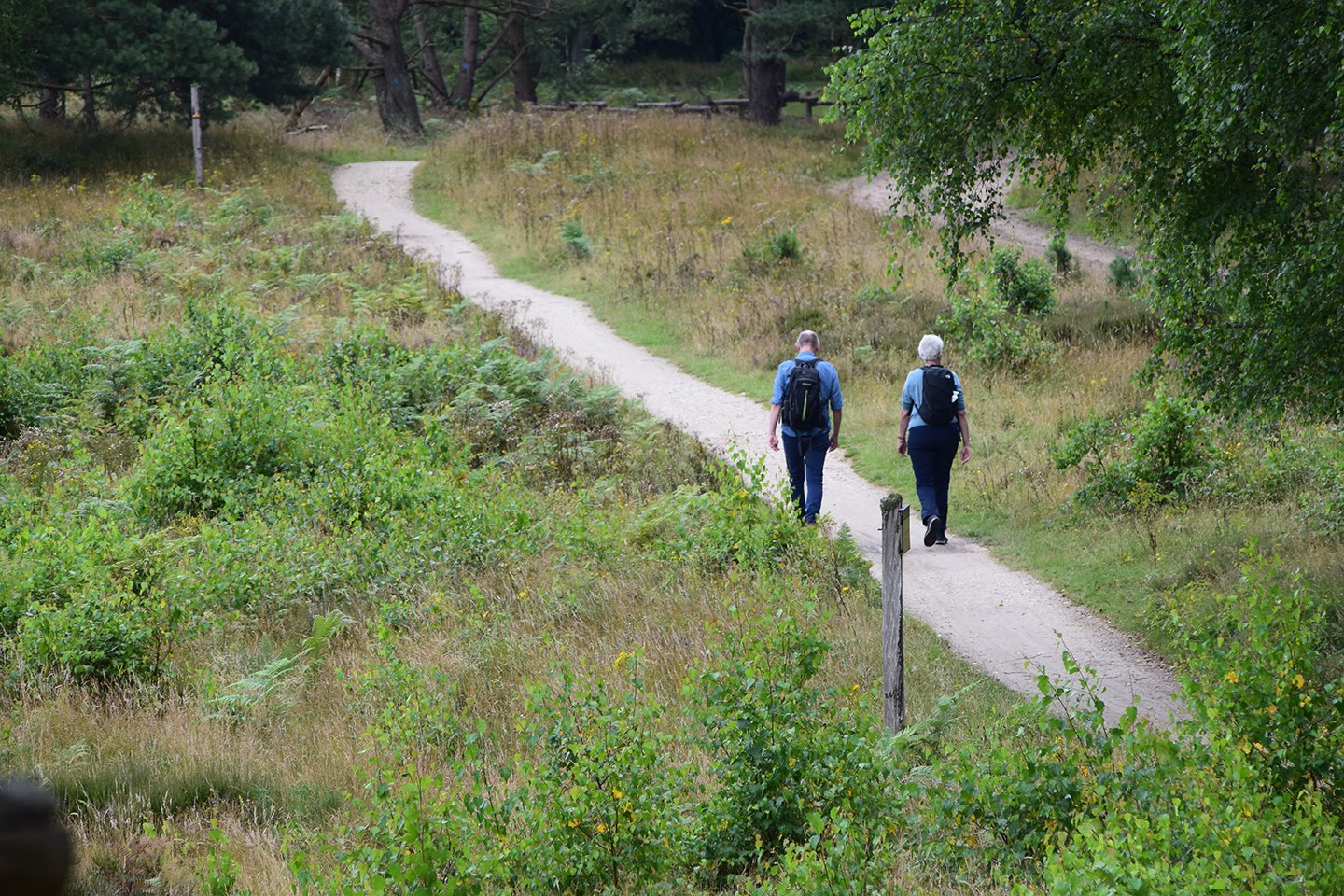 Westerwolde