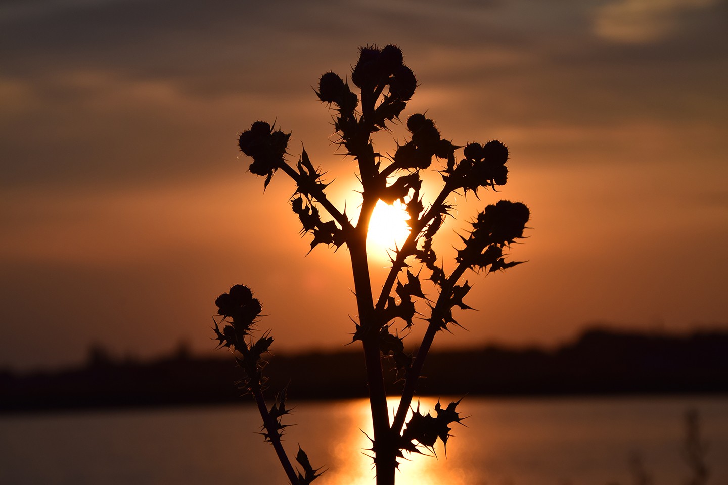 Westwouderpolder