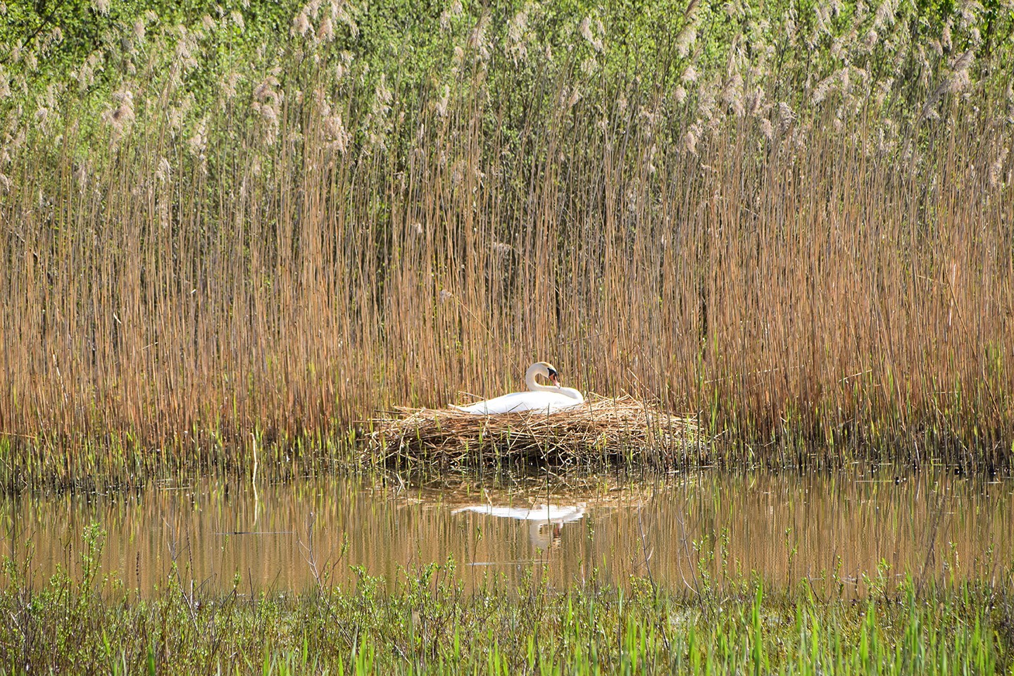 Zaanstreek