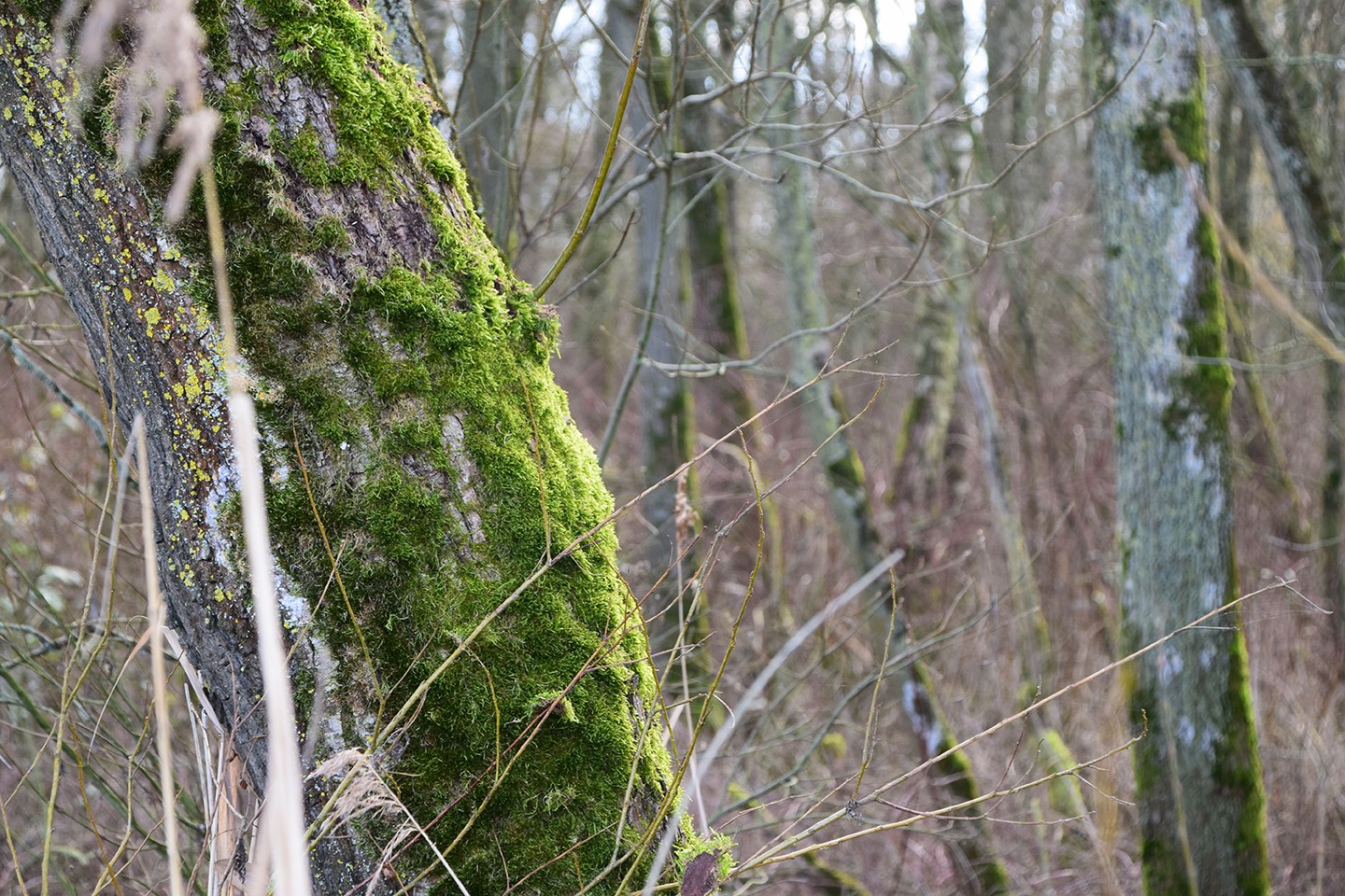 Landgoed Groenouwe