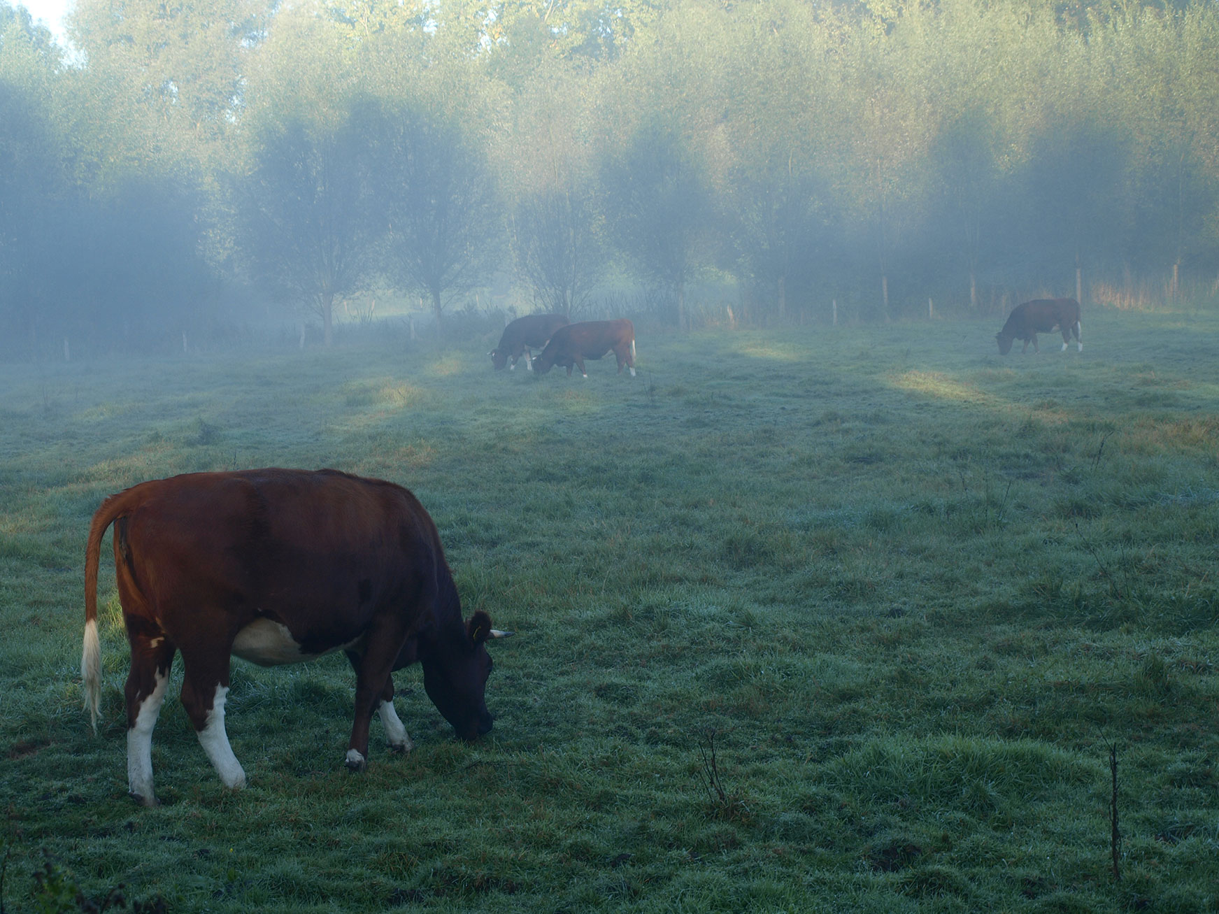 Brabantse Wal