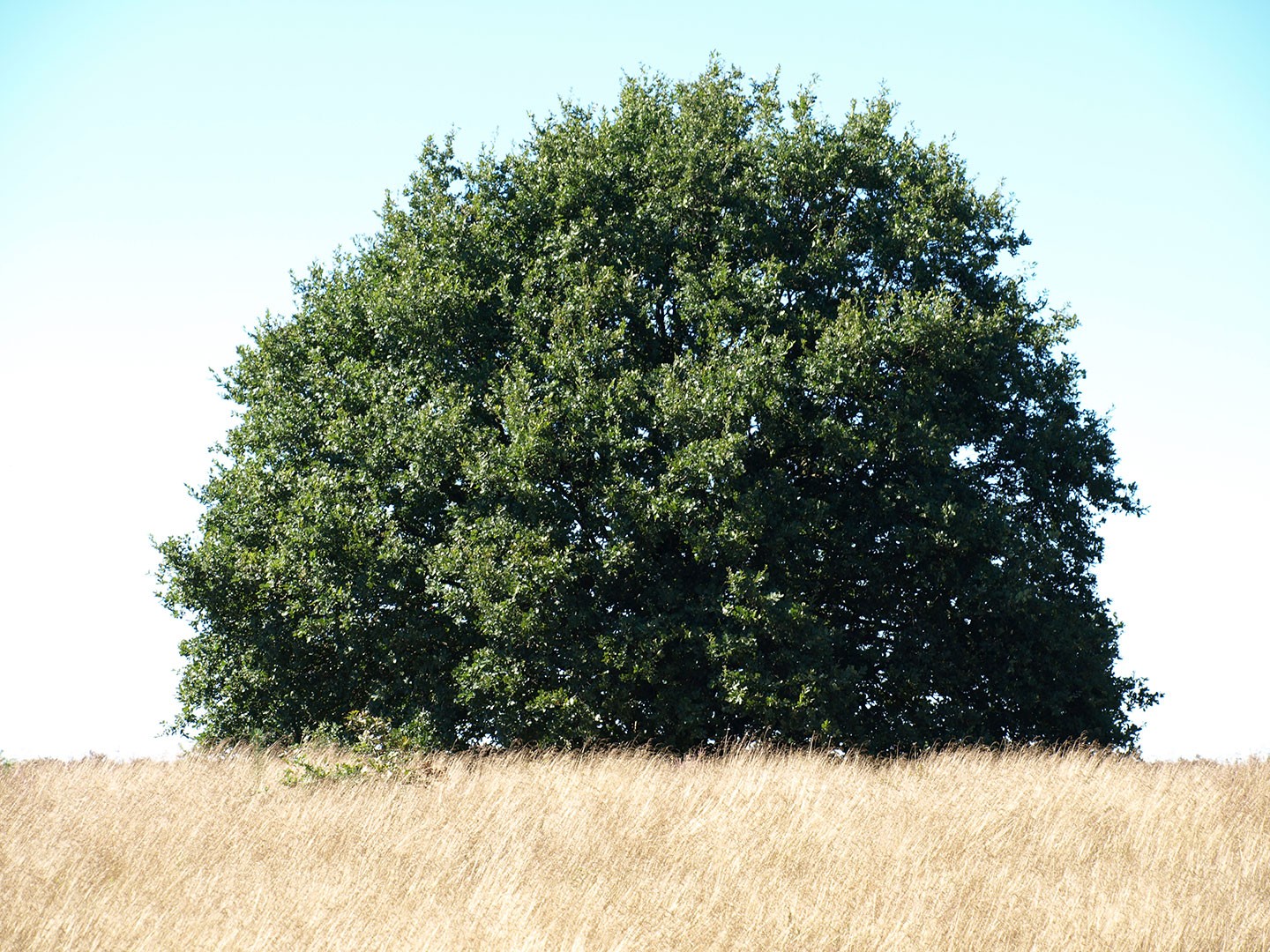 Friese Woudenpad