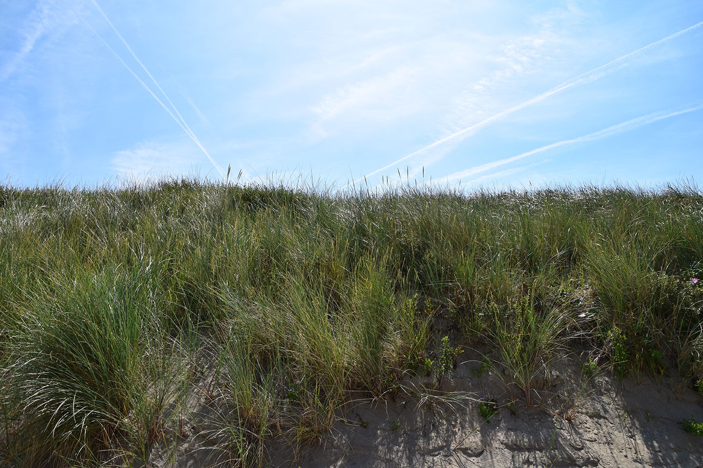 Wadden Wandelen