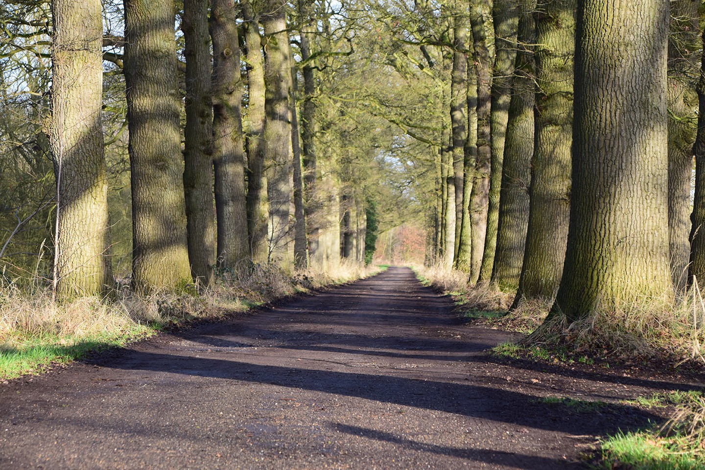 Fietsroute Meijendel